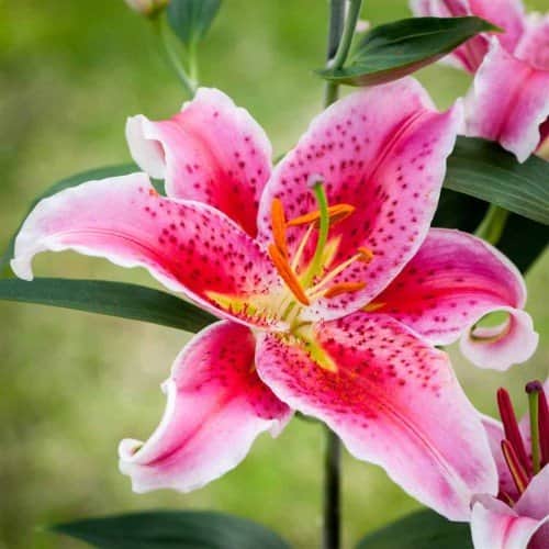 lilja-stargazer-1st-2