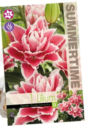 orientlilja-samantha-1st-1