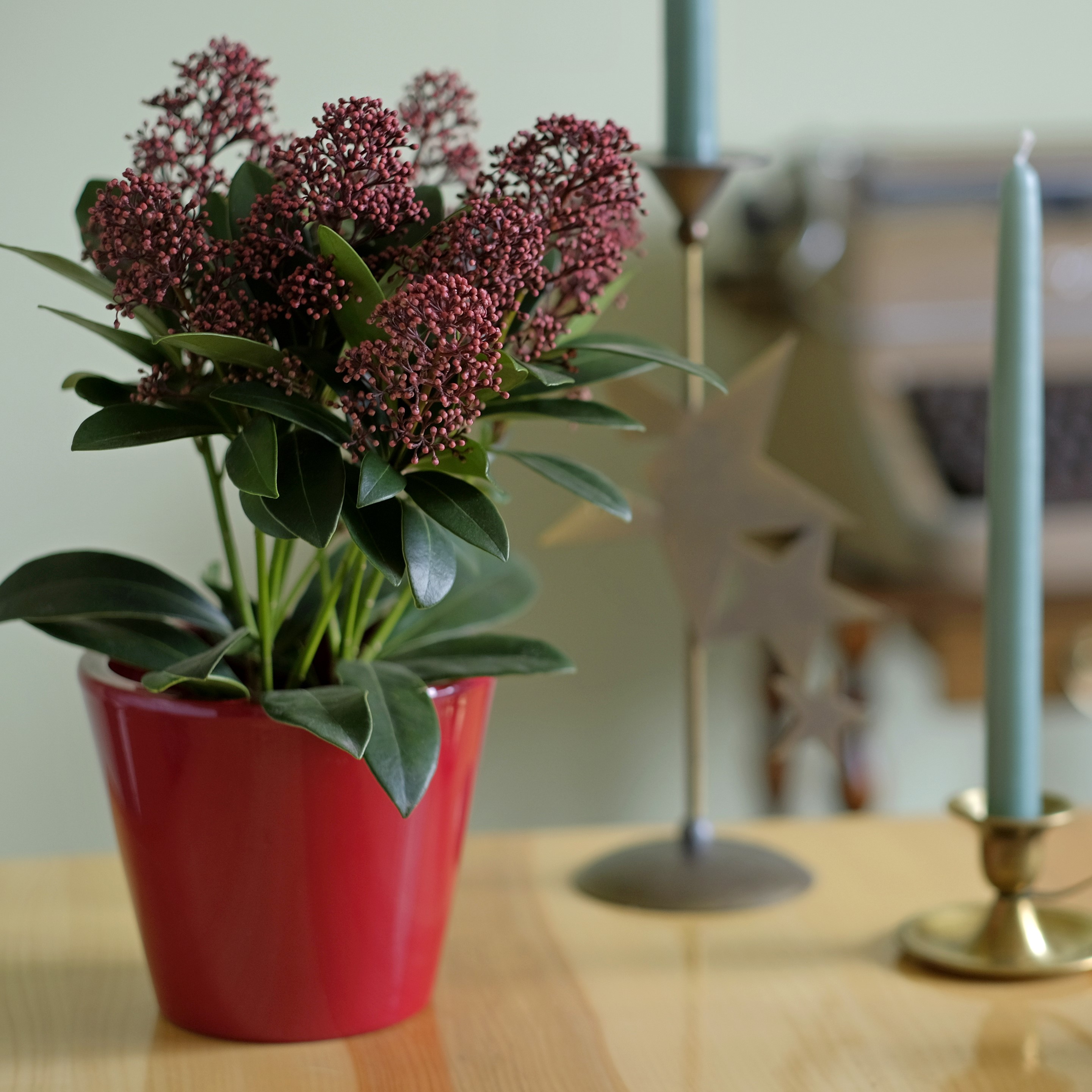 Vinterbär (Skimmia) 'Rubella' 9cm kruka