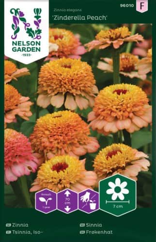 zinnia-zinderella-peach-1