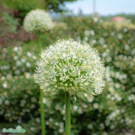allium-mount-everest-skgglk-1st-1