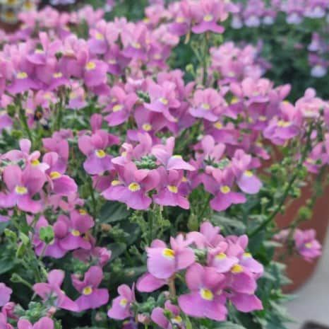 nemesia-nuvo-rose-12cm-kruka-1