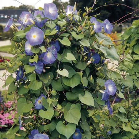 blomman-fr-dagen-heavenly-blue-1