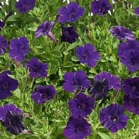 petunia-mini-vista-violet---3-plantor-2