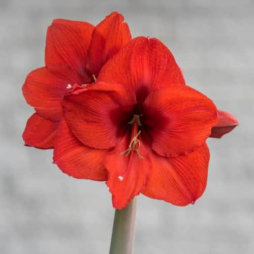 amaryllis-orange-souvereign-1st-1