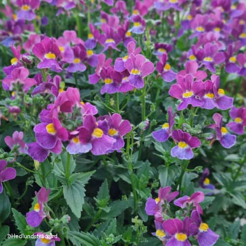 nemesia-mulberry-105cm-kruka-1