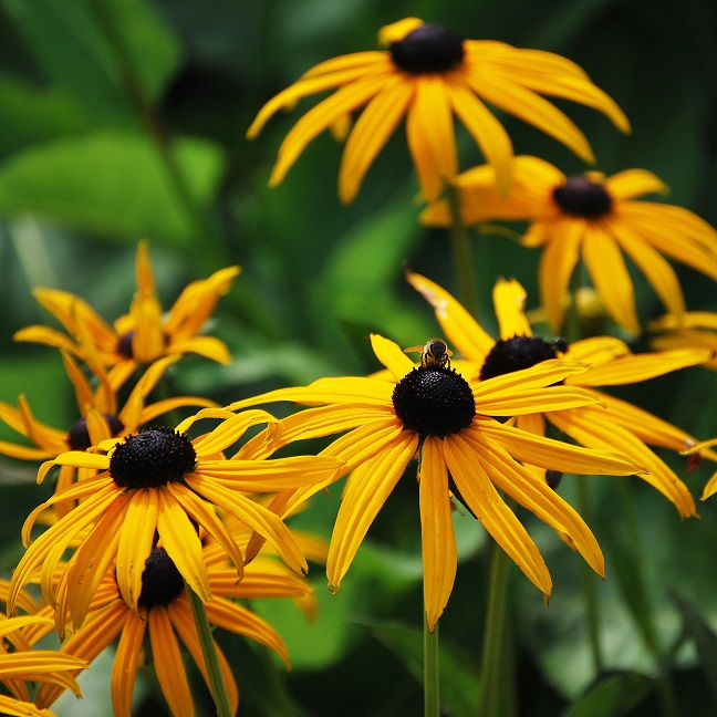 Strålrudbeckia ’Goldstrum’ 9cm kruka