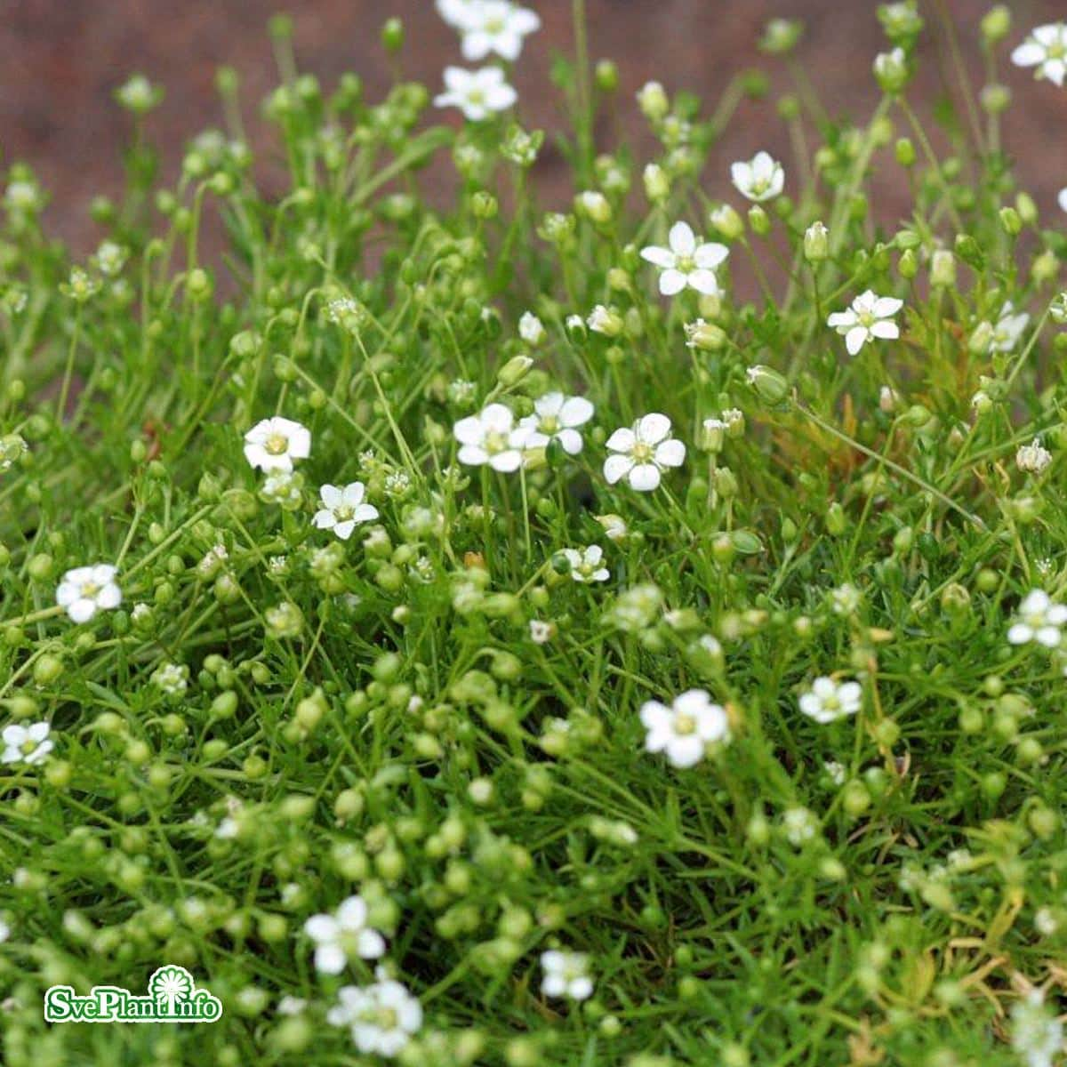 stjrnmossa-irish-moss-12cm-kruka-1