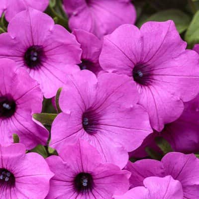 petunia-vista-jazzberry-105cm-kruka-1