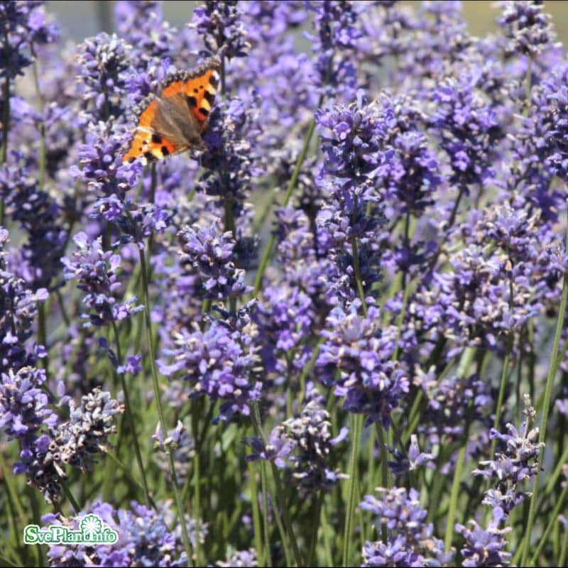 lavendel-hidcote-17cm-kruka-1