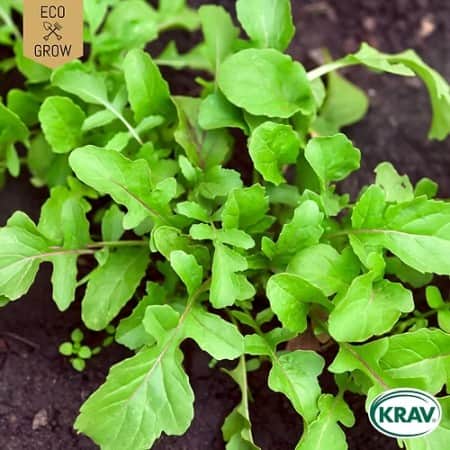 italiensk-rucola-wild-krav-mrkt-1
