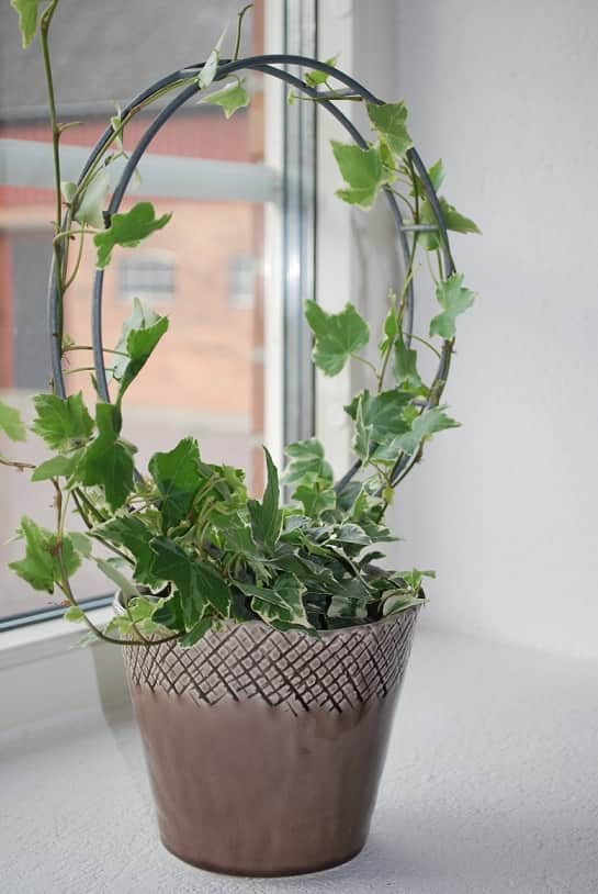 vxtstd-rund-galvad-large-76x42cm-3