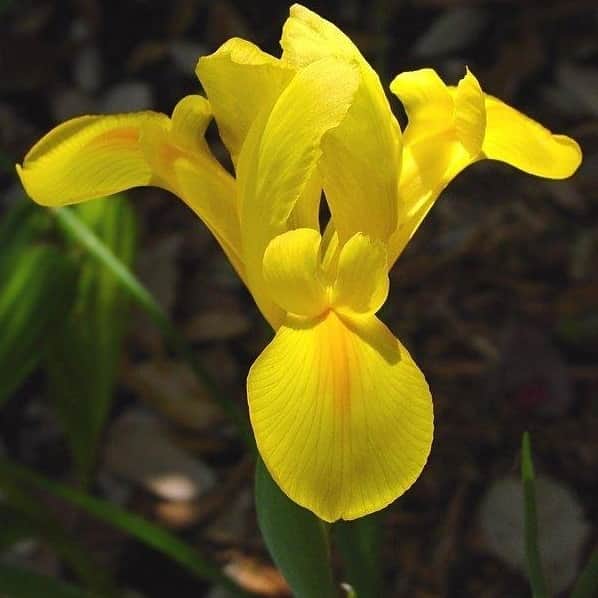 hollndsk-iris-golden-beauty-20st-1