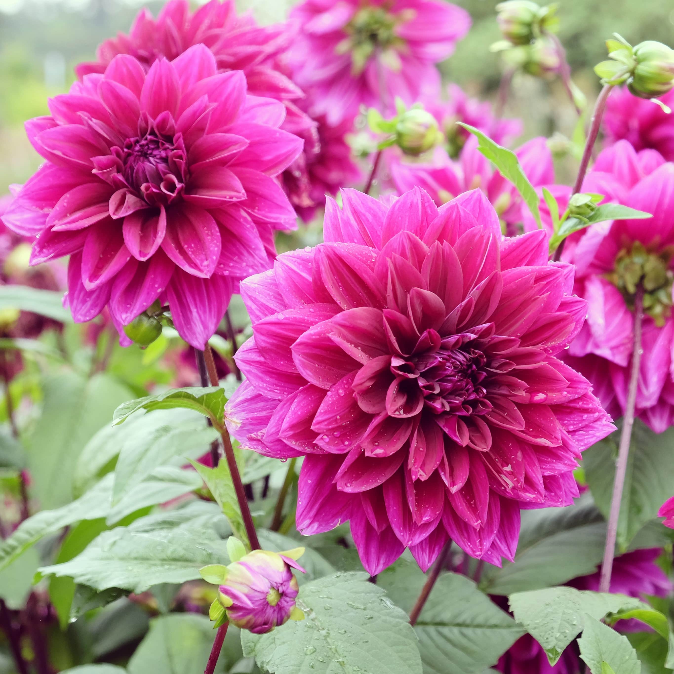 k-p-dahlia-thomas-edison-1st-hos-din-tr-dg-rdsm-stare-p-odla-nu