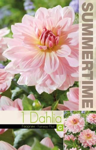 dekorativ-dahlia-fairway-pilot-1st-1
