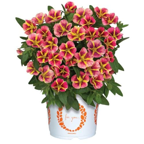 minipetunia-aloha-classic-orange-cartwheel---1