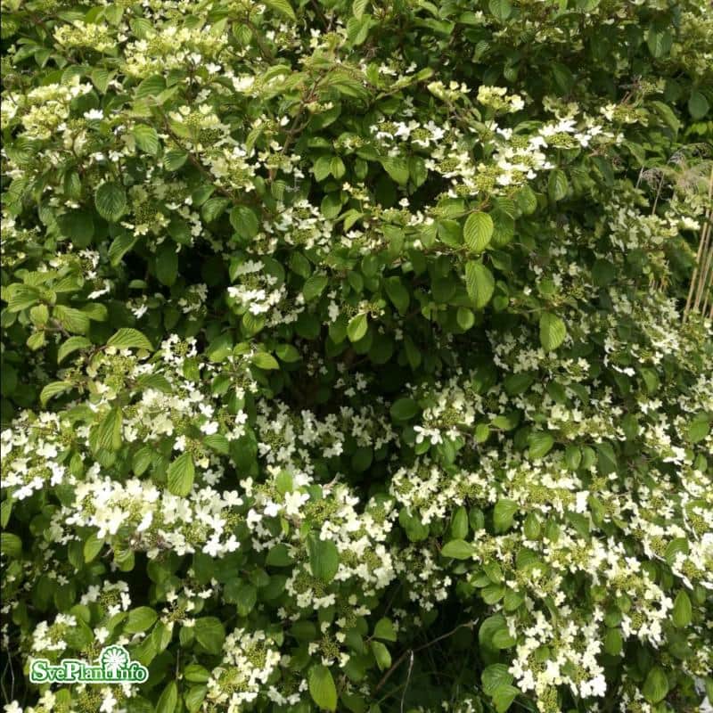 kltterhortensia-co-3-pack-1