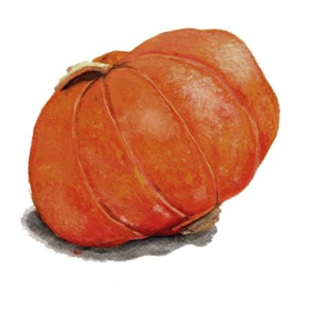 vintersquash-gold-nugget-1