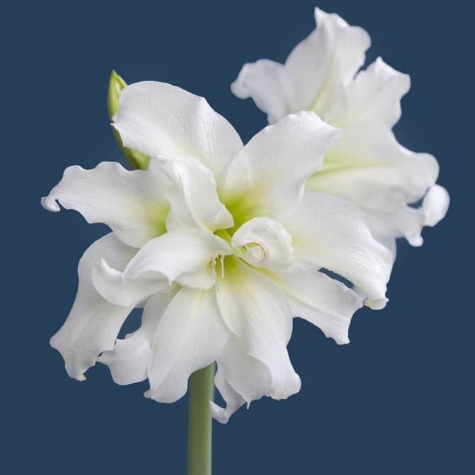 amaryllis-ice-queen-1st-1