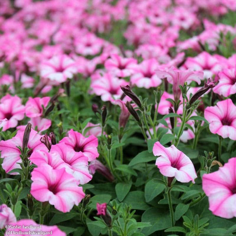 petunia-mini-vista-pink-star-105cm-kruka-2