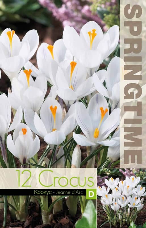 krokus-storblommig-jeanne-darc-12st-2