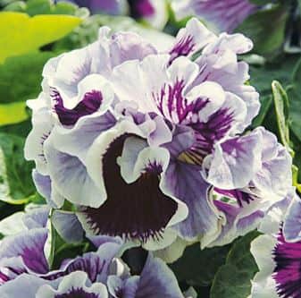 pense-ruffles-purple-white-rim-105-cm-kruka-1