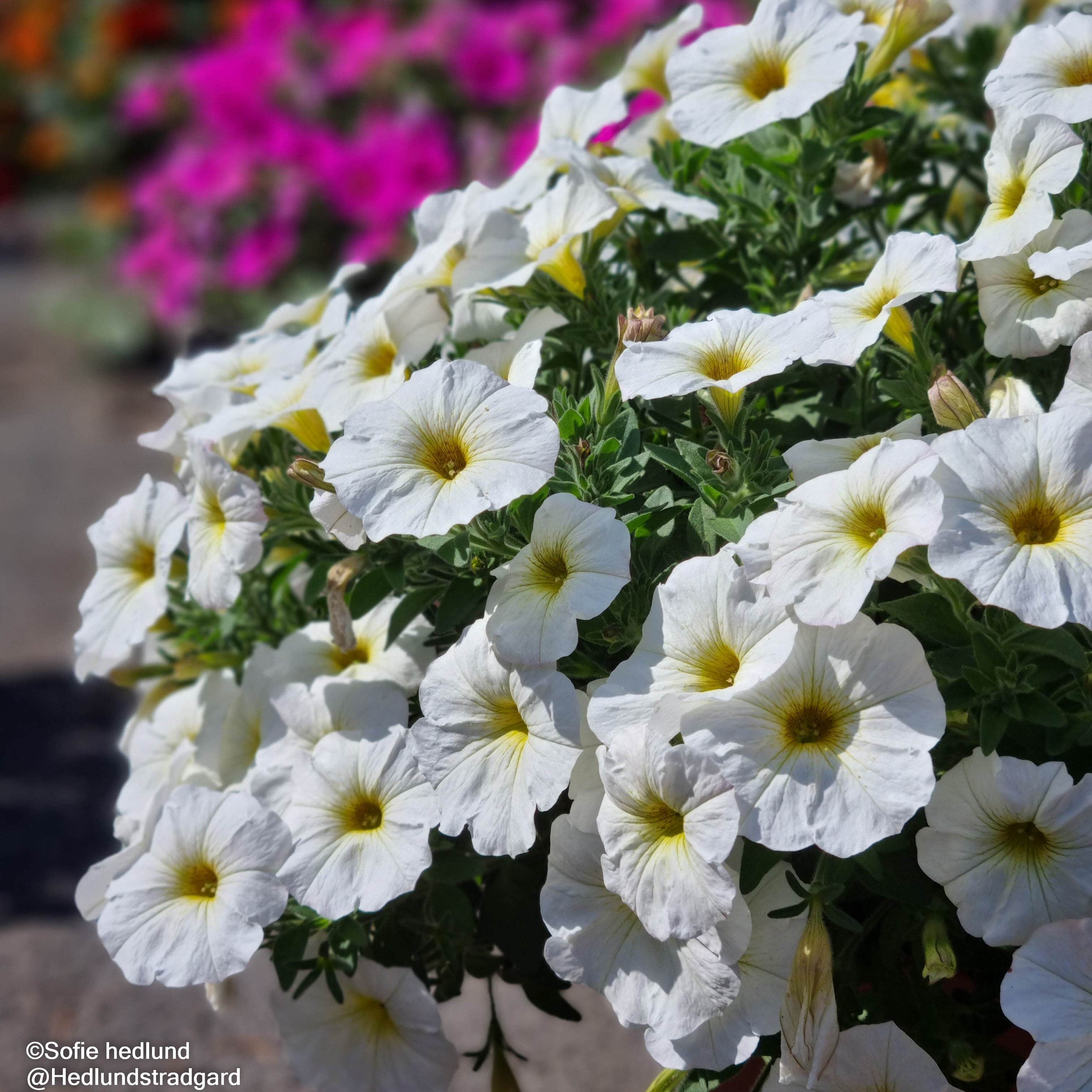 petunia-beautical-pearl-white-105cm-kruka-2
