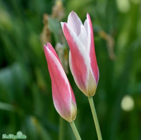 botanisk-tulpan-lady-jane-10st-1