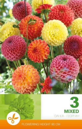 pompon-dahlia-mixed-3st-1