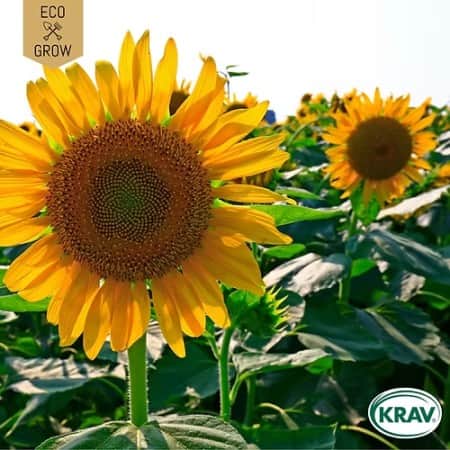 solros-giant-yellow-krav-mrkt-1