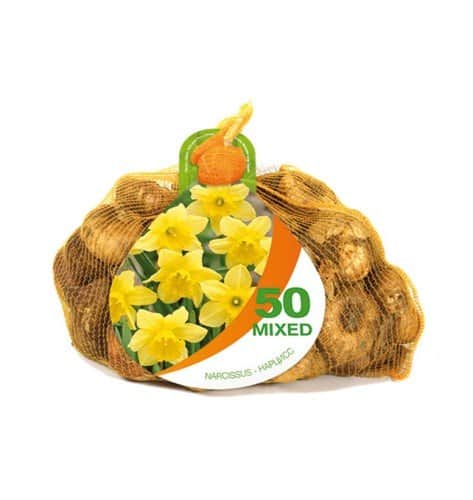 stjrnnarciss-carlton-storpack-50st-3