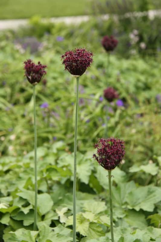 allium-vinlk-atropurpureum-5st-2