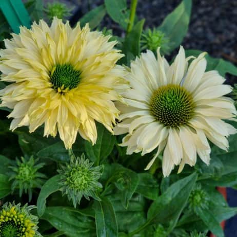 rudbeckia-bolero-yellow---3-plantor-1