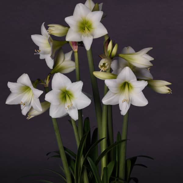 amaryllis-white-garden-3st-1