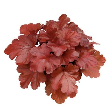 alunrot-fire-alarm-12cm-kruka-1