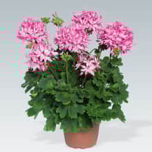 stjrnpelargon-fireworks-pink-3-st-1