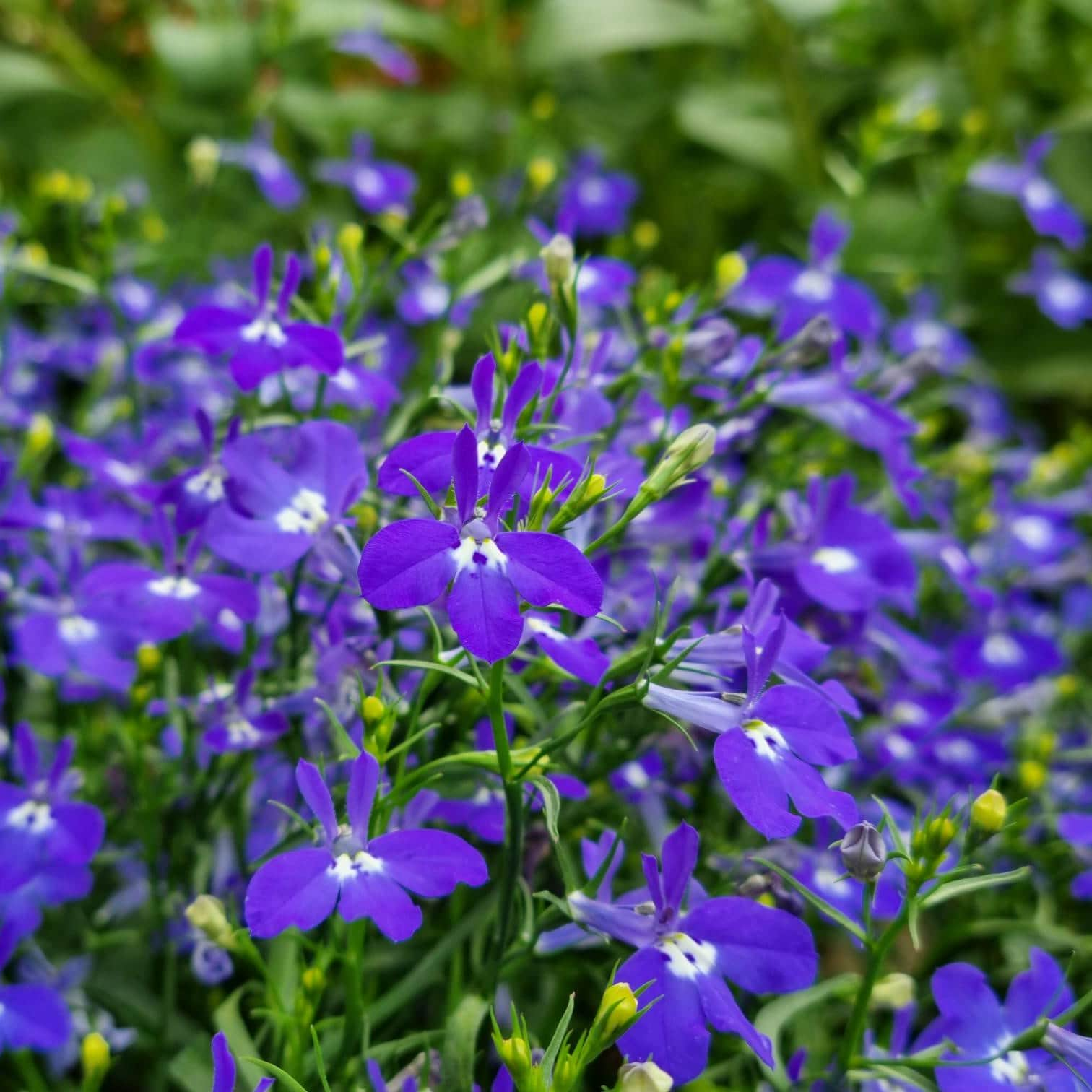 lobelia-lobelix-dark-blue---3-plantor-1