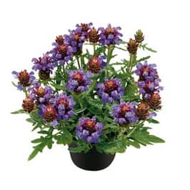 praktbrunrt-blau-12cm-kruka-1