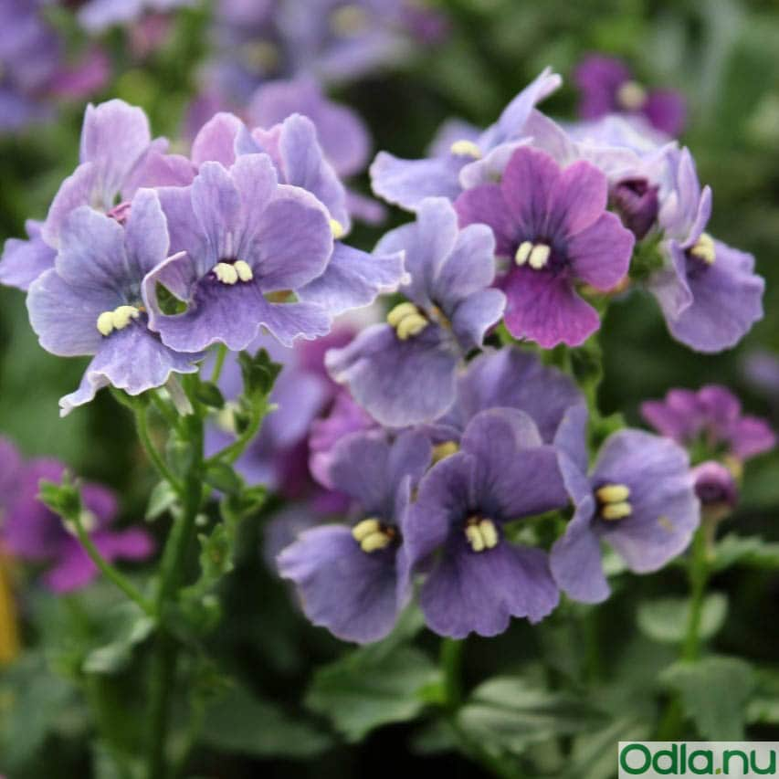 nemesia-sunmesia-denim-105cm-kruka-1