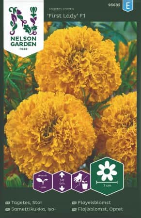 tagetes-first-lady-f1-1