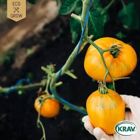 tomat-corao-de-boi-laranja-krav-mrkt-1