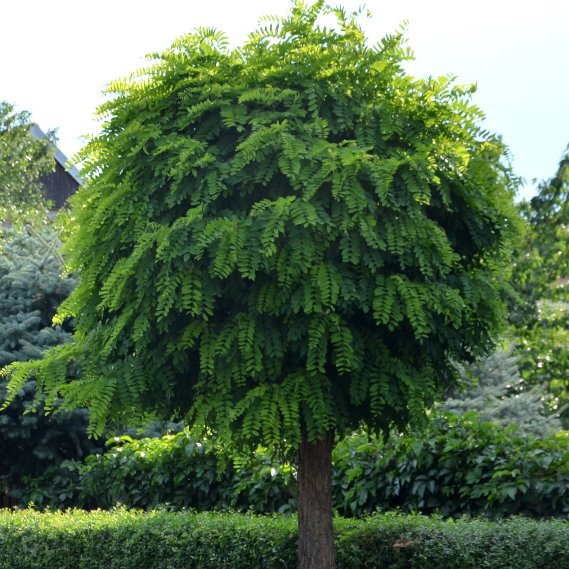 Klotrobinia ’Umbraculifera’ Sh 140-160 co