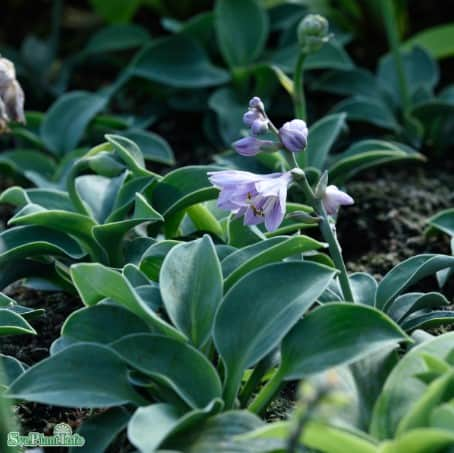 hosta-blue-mouse-ears-1st-barrotad-1