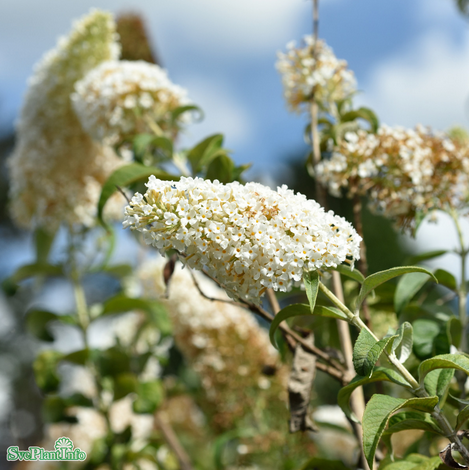 syrenbuddleja-white-profusion-1-pack-i-kruka-1