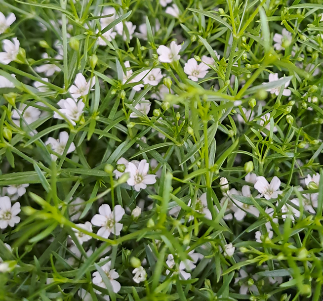 grusnejlika-fleur-white-12cm-kruka-2