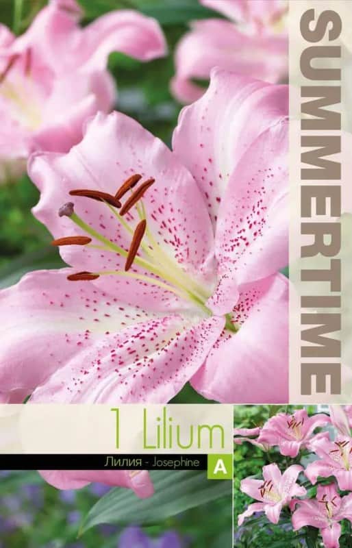 lilja-josephine-1st-1