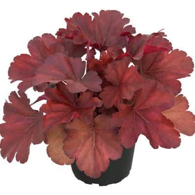 alunrot-royal-ruby-12cm-kruka-1