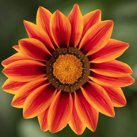pfgelsblomster-sun-stopper-orange-105cm-kruka-1