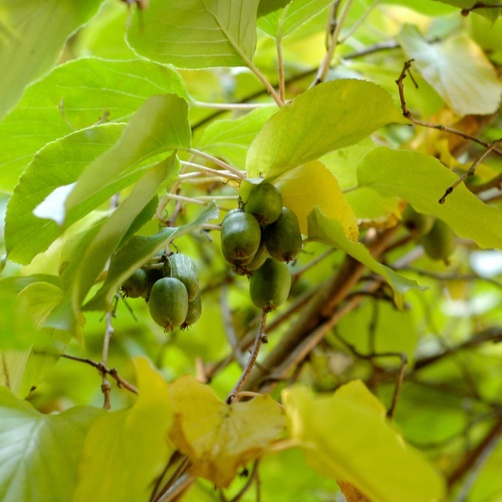 Minikiwi ’Chang Bai’ 2 L