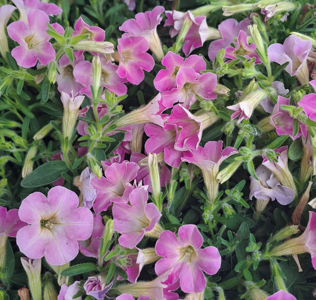 petunia-itzy-rose-105cm-kruka-2